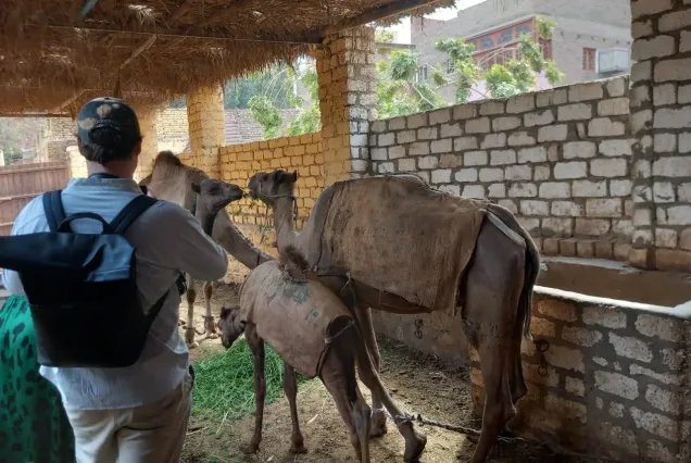 camels