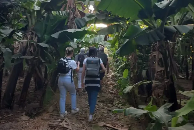 tourists walking by the banana trees