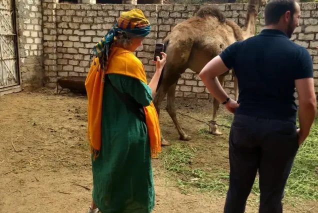 viewing camels